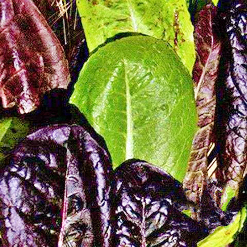 Tricolor Romaine Blend Heirloom Lettuce Seeds | Non GMO Vegetable Garden Mix