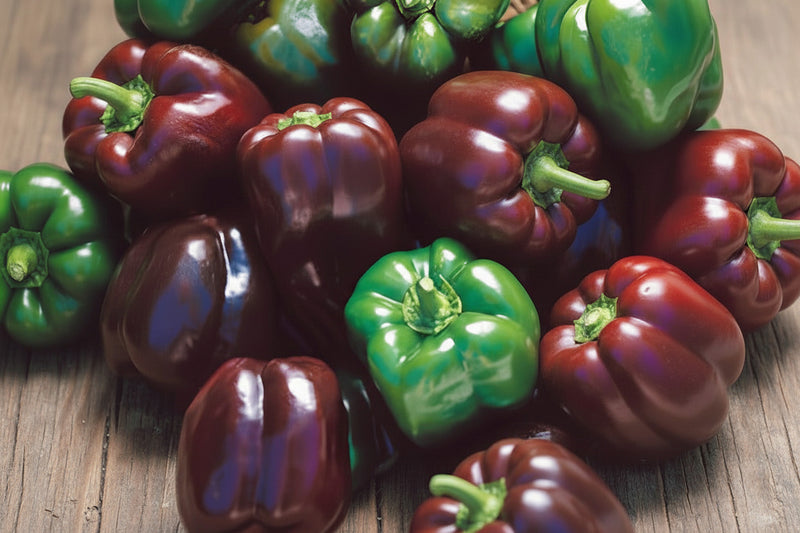 Chocolate Beauty Pepper – Heirloom Sweet Bell Pepper Seeds | Non GMO Vegetable Seeds