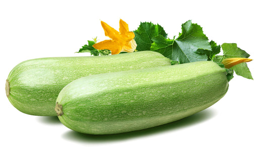 Bianco Lungo Zucchini - Italian Summer Squash | Heirloom Seeds, Non GMO