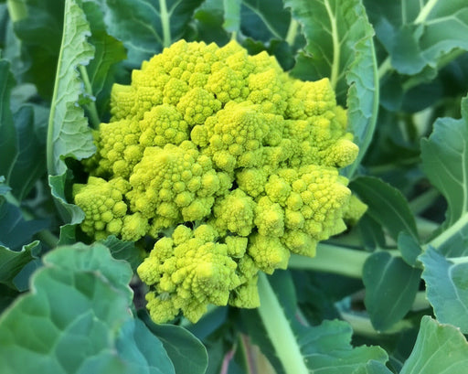 Romanesco Broccoli Seeds – Heirloom Italian Vegetable Garden Seeds, Non GMO