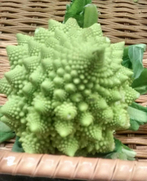 Romanesco Broccoli Seeds – Heirloom Italian Vegetable Garden Seeds, Non GMO