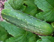 Straight Eight Cucumber - Best Slicing Heirloom Seeds | Vigorous Open Pollinated Variety
