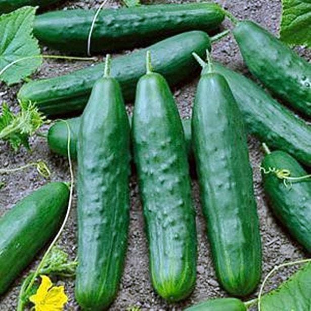 Straight Eight Cucumber - Best Slicing Heirloom Seeds | Vigorous Open Pollinated Variety