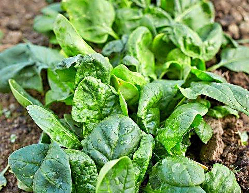 Heirloom Spinach Seeds - Viking Spinach Non GMO, Slow Bolting Vegetable Seeds
