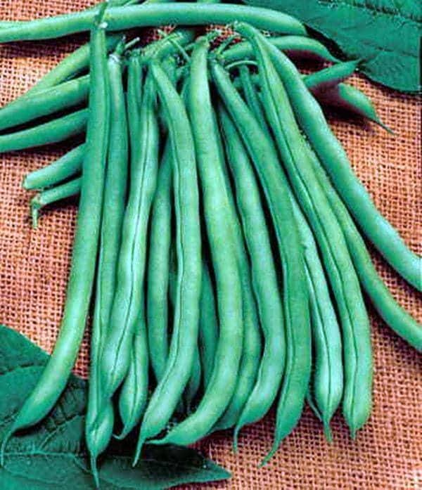 Blue Lake Bush Beans - Heirloom Green Beans | Easy To Grow Snap Bean Pods