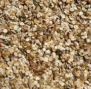 Orach Purple Mountain Spinach