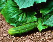 Bush Crop Cucumber - Heirloom Seeds for Small Garden, Compact Plant & Continuous Harvest