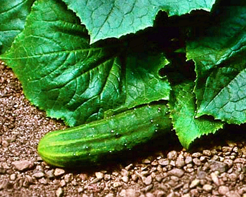Bush Crop Cucumber - Heirloom Seeds for Small Garden, Compact Plant & Continuous Harvest