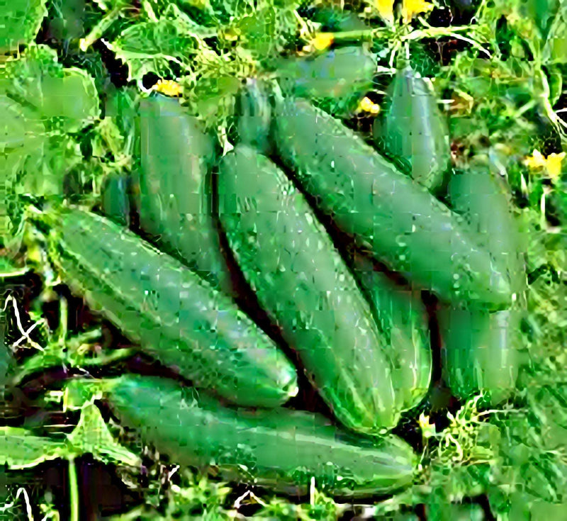 Bush Crop Cucumber - Heirloom Seeds for Small Garden, Compact Plant & Continuous Harvest