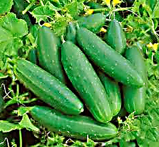 Bush Crop Cucumber - Heirloom Seeds for Small Garden, Compact Plant & Continuous Harvest