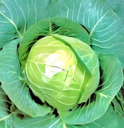Early Golden Acre Cabbage - Heirloom Vegetable Garden Seeds | Firm Green Roundhead