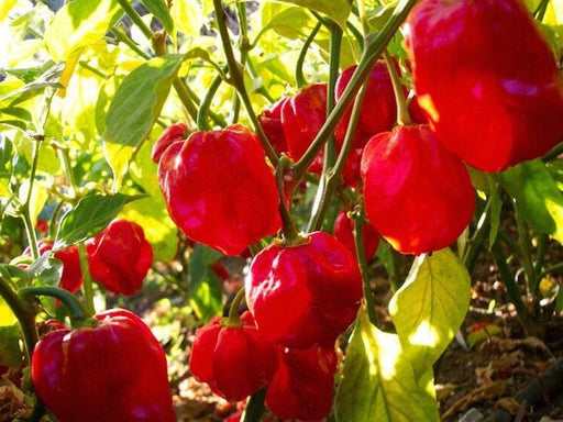 Caribbean Red Habanero Hot Pepper