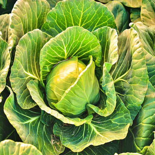 Early Golden Acre Cabbage - Heirloom Vegetable Garden Seeds | Firm Green Roundhead