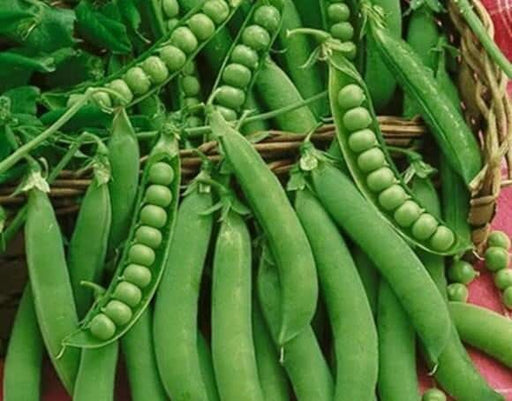 Green Arrow Peas - Heirloom English Shelling, High Yield Variety | Non GMO Seeds