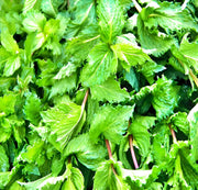 Spearmint Herb - Heirloom Seeds | Culinary & Medicinal Herbs for Herb Garden