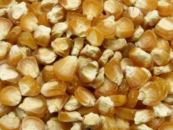 Golden Bantam Corn - Early Sweet Corn Seeds | Drought Tolerant & Freeze Friendly