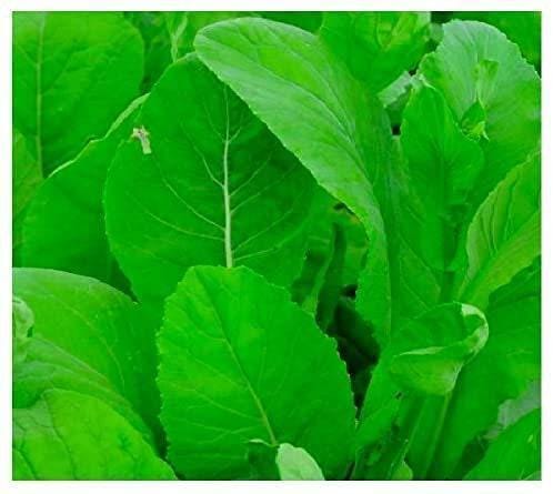 Japanese Komatsuna Seeds – Heirloom Mustard Greens | Cold Hardy Leafy Greens