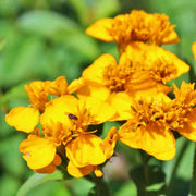 Mexican Tarragon Seeds - Tagetes Lucida Plant | Pest Repellent & Pollinator Friendly
