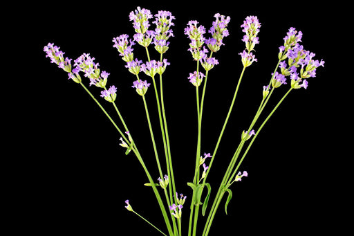 Vera Lavender Seeds - Heirloom Culinary & Medicinal Herbs | Perennial Lavender Packet