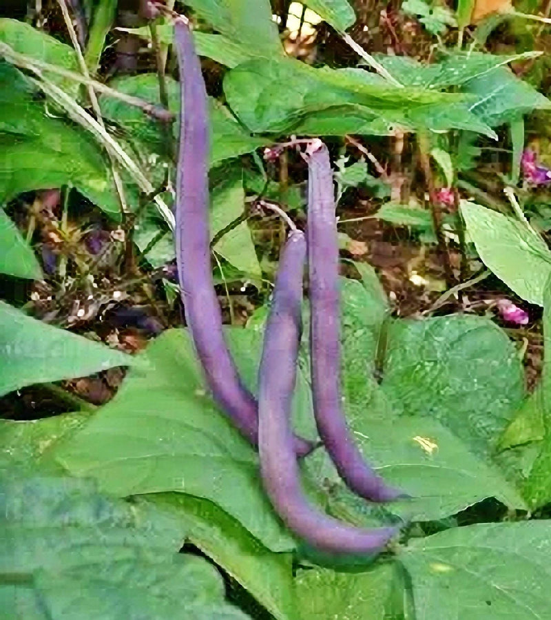Royalty Purple Pod Beans - Bush Bean Seeds | Heirloom Vegetable Garden
