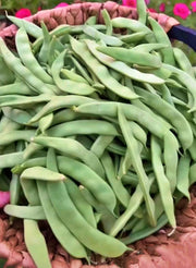 Roma II Bush Beans – Heirloom Italian Romano Seeds | Disease Resistant, Easy Grow