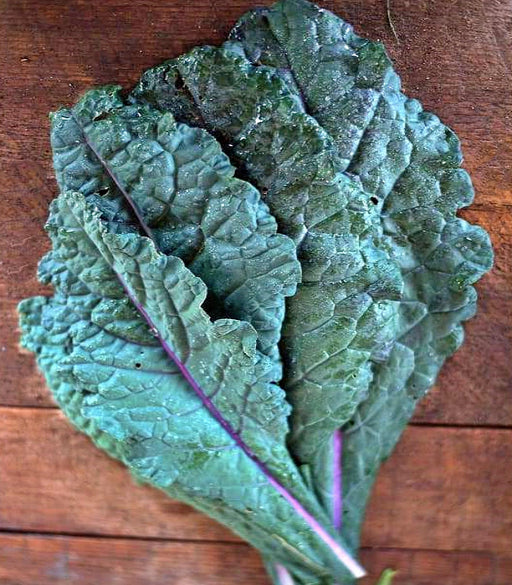 Dazzling Blue Kale - Heirloom Seeds | Cold Tolerant, Blue Green Leaves, Pink Midrib