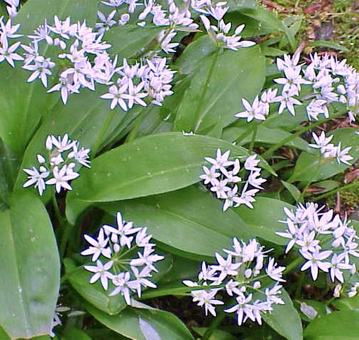 Wild Leeks Seeds – Organic Ramps Seeds | Allium Tricoccum Heirloom Garden