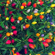 Chinese 5 Color Pepper