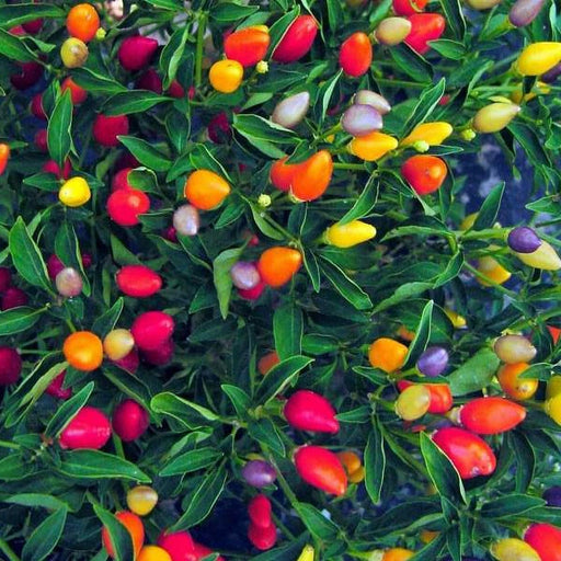 Chinese 5 Color Pepper