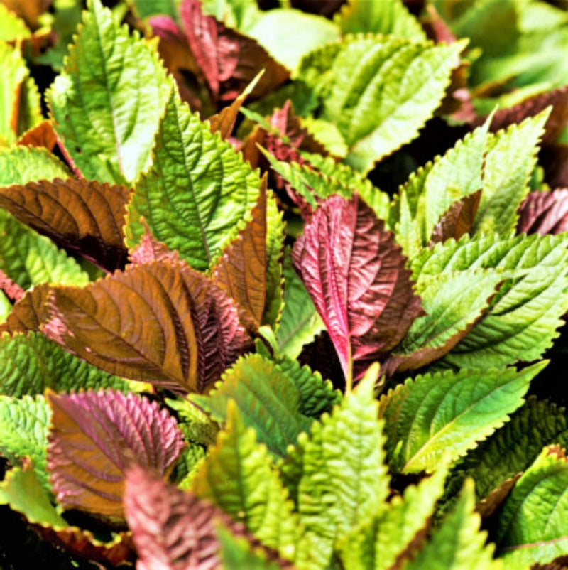 Jeok Ssam Shiso - Heirloom Perilla Seeds | Aromatic Asian Culinary Herb For Garden