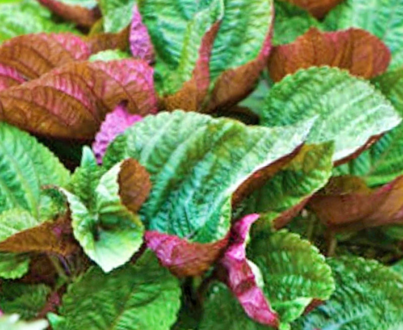Jeok Ssam Shiso - Heirloom Perilla Seeds | Aromatic Asian Culinary Herb For Garden