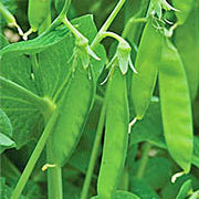 Taiwan Sugar Pea - Heirloom Organic Seeds | Crisp Sweet Pea Pods for Garden