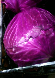 Red Cabbage Seeds – Heirloom, Early Maturing Compact Heads for Square Foot Gardening