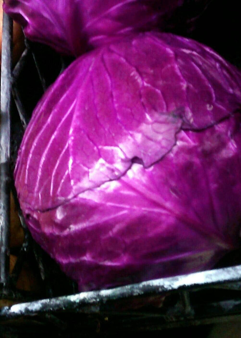 Red Cabbage Seeds – Heirloom, Early Maturing Compact Heads for Square Foot Gardening