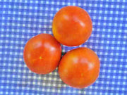 Sub Arctic Plenty Tomato