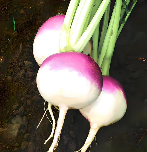 Purple Top Turnip - Heirloom Seeds | White Globe, Round Root Brassica Rapa