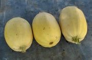 Winter Squash Seeds - Heirloom Vegetable Seed Collection | Non GMO Garden Seeds