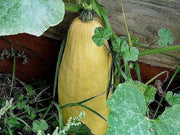 Winter Squash Seeds - Heirloom Vegetable Seed Collection | Non GMO Garden Seeds