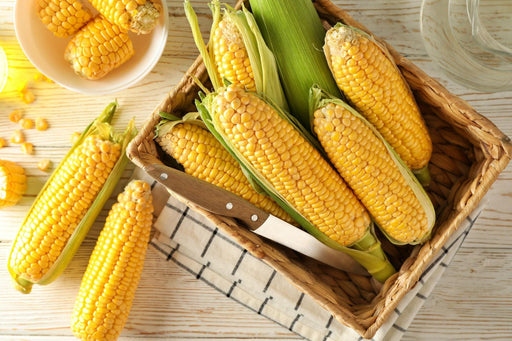 Early Golden Bantam Sweet Corn Seeds – Heirloom Yellow Corn for Early Planting