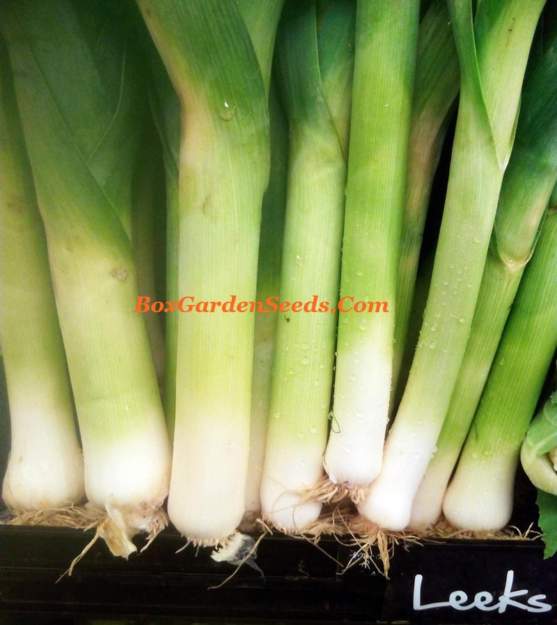 A close-up image of several green leeks with white tops, arranged in a row.