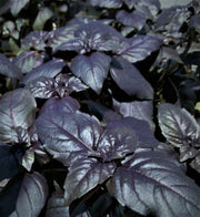 Red Rubin Basil Heirloom Seeds – Purple Variety With Spicy Flavor & Large Italian Leaves