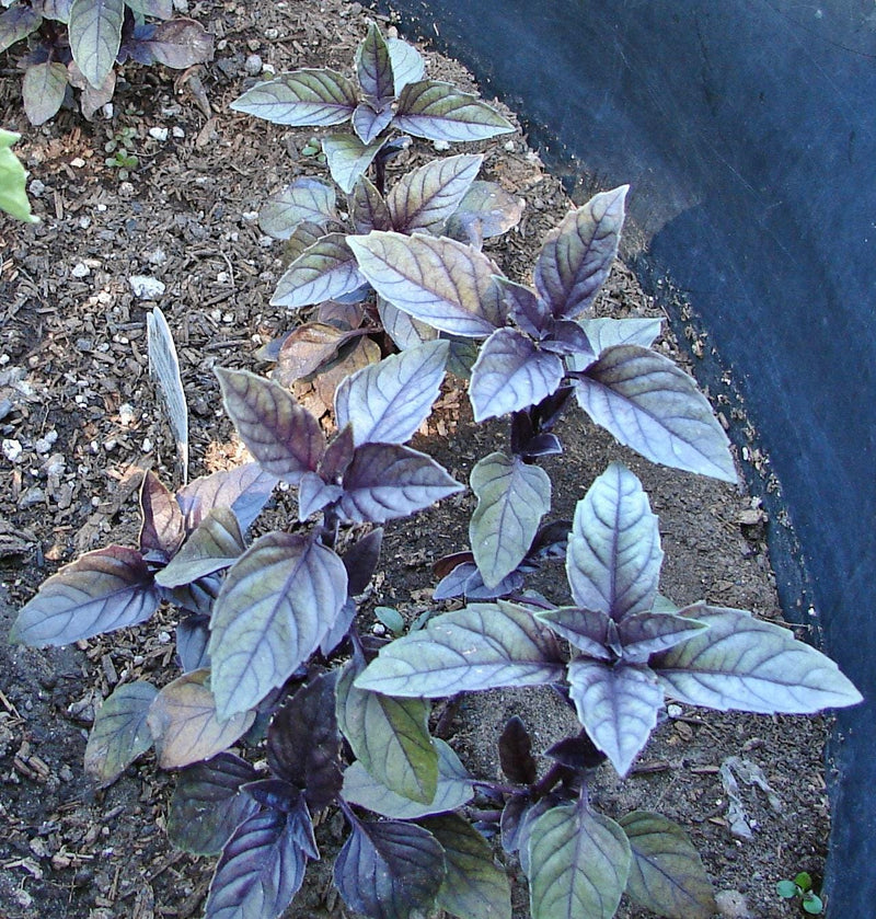 Red Rubin Basil Heirloom Seeds – Purple Variety With Spicy Flavor & Large Italian Leaves