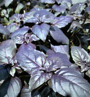 Dark Purple Opal Basil Heirloom Seeds – Ornamental Culinary Herb – Non GMO
