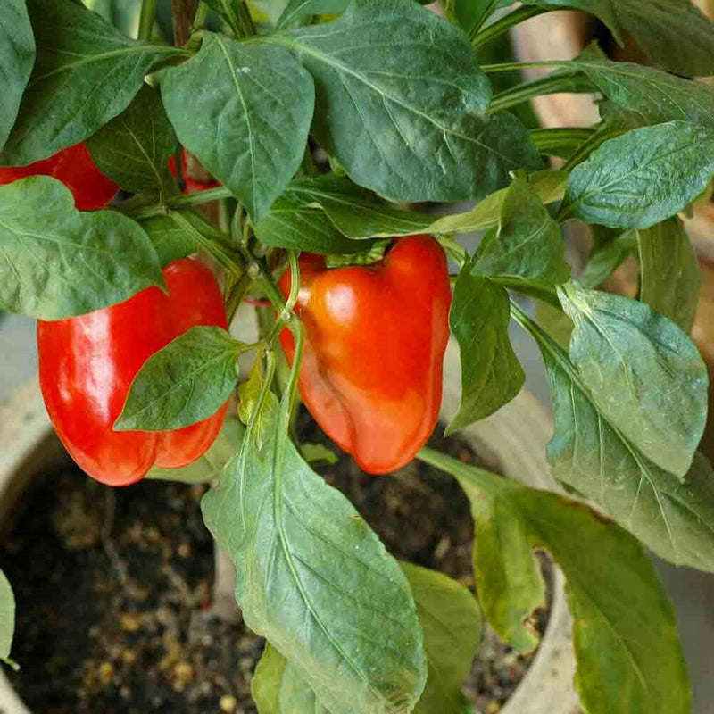 Sweet Bell Pepper – Heirloom Blocky Bell Pepper Seeds | Large Capsicum Annuum