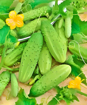 Boston Pickling Cucumber Heirloom Seeds – Organic, Crisp, Dark Green Variety