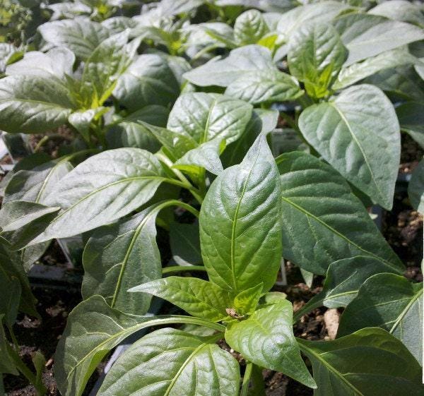 Sweet Pepper Seeds - Cal Wonder Pepper Heirloom, Thick Walled Blocky Fruits