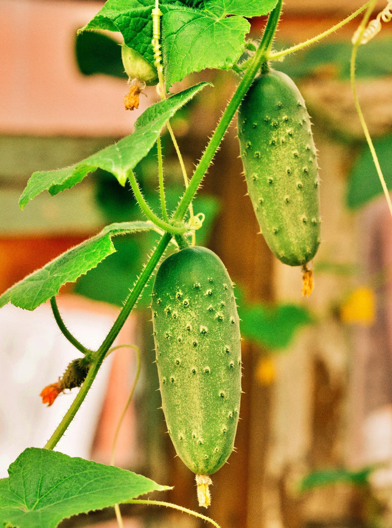 Boston Pickling Cucumber Heirloom Seeds – Organic, Crisp, Dark Green Variety