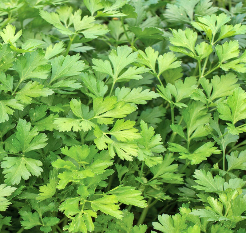 The image is a close-up of a dense, lush growth of green leaves, likely from a plant species such as parsley or basil.