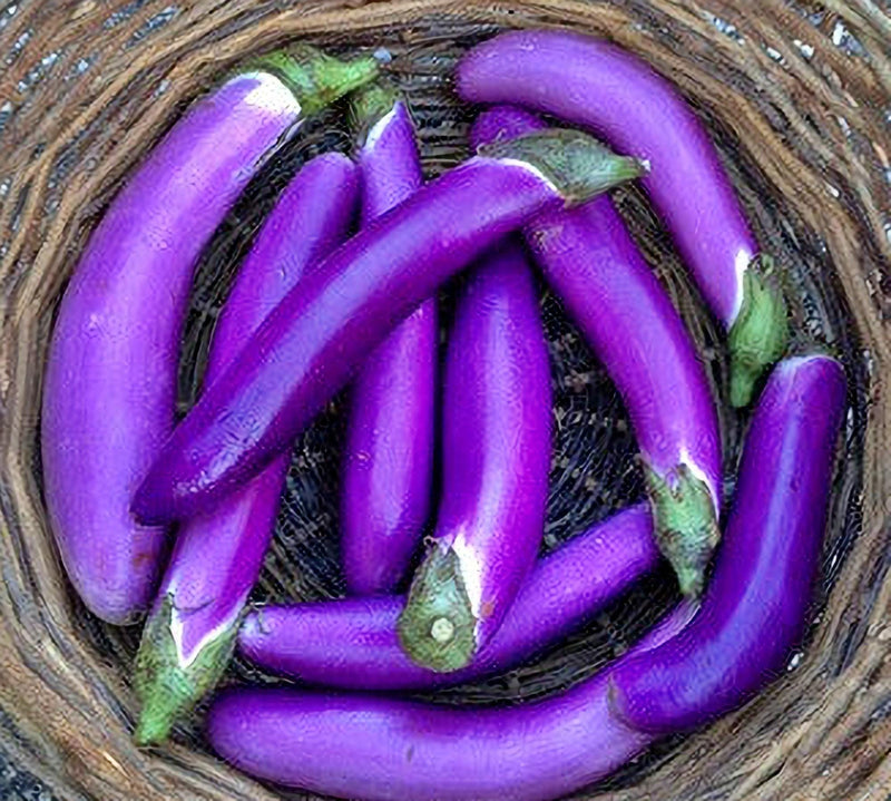 Pingtung Long Eggplant