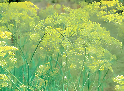 Long Island Mammoth Dill - Heirloom Dill Seeds For Pickles & Culinary Herbs